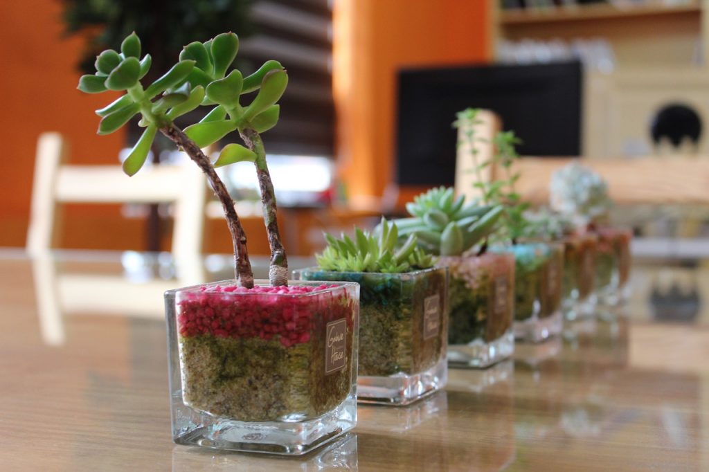 Einige Sukkulenten sind in Glasschalen gepflanzt und stehen in einer Reihe auf einem Tisch
