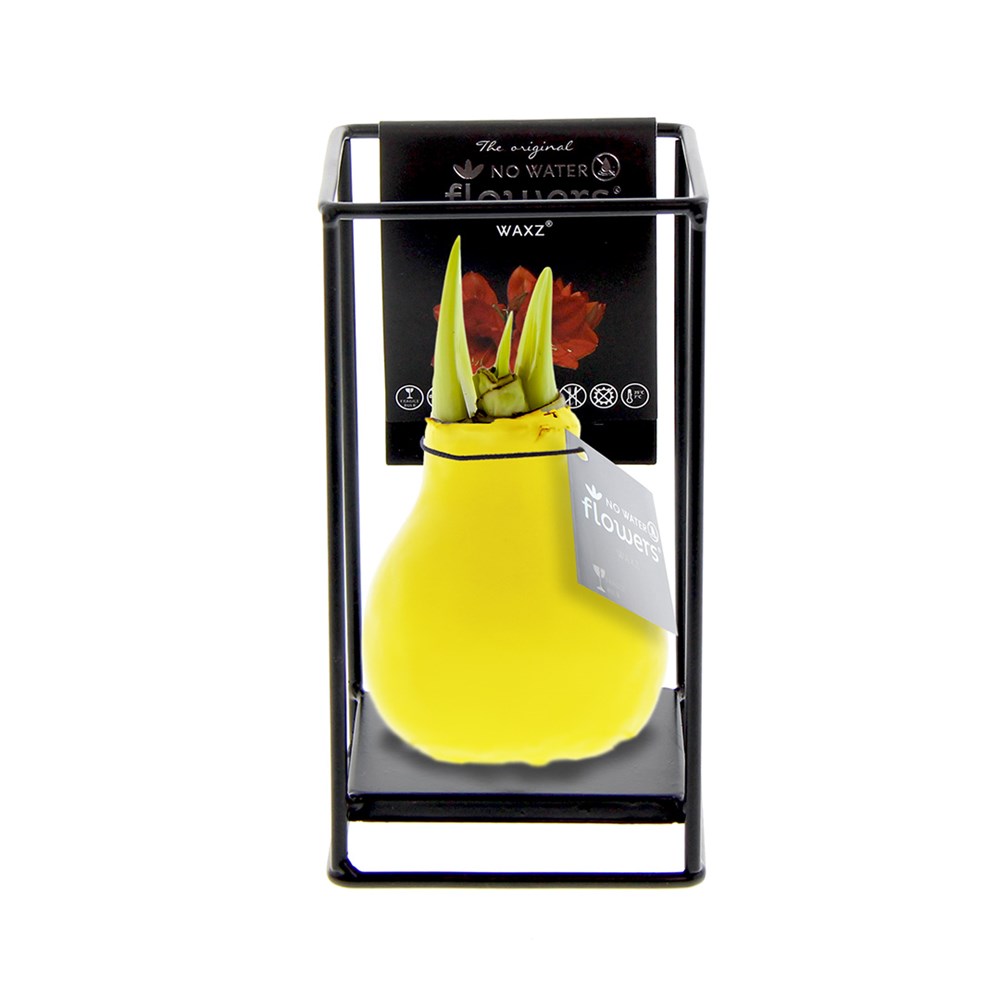 No Water Flowers® - Formz industrial, In Geschenkbox, Gelb