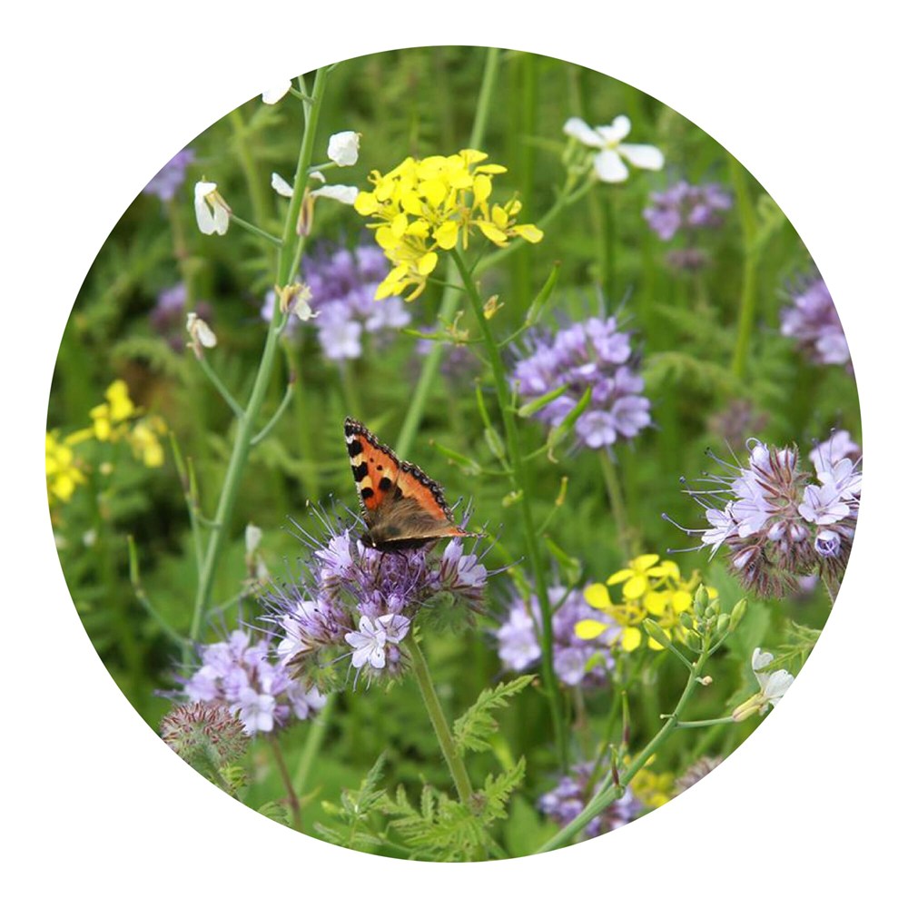 Tüte mit 4 Gramm Bienen- &amp; Schmetterlingsblüten