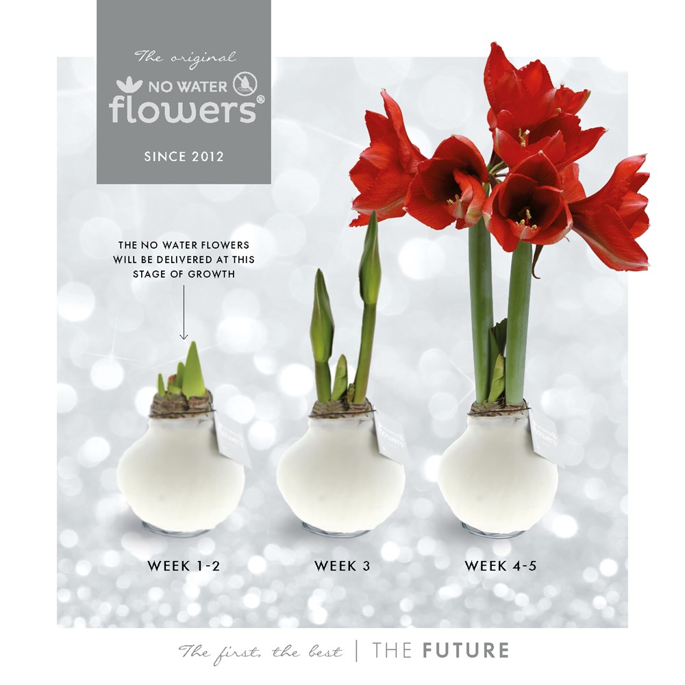 No Water Flowers® - Winter Wonderland, Ohne Verpackung, Rosa