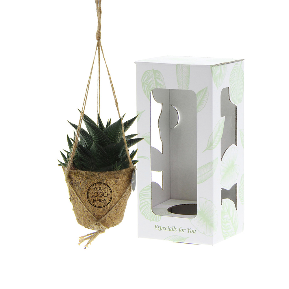 Kokodama® - Easy care mix (XS), In Geschenkbox