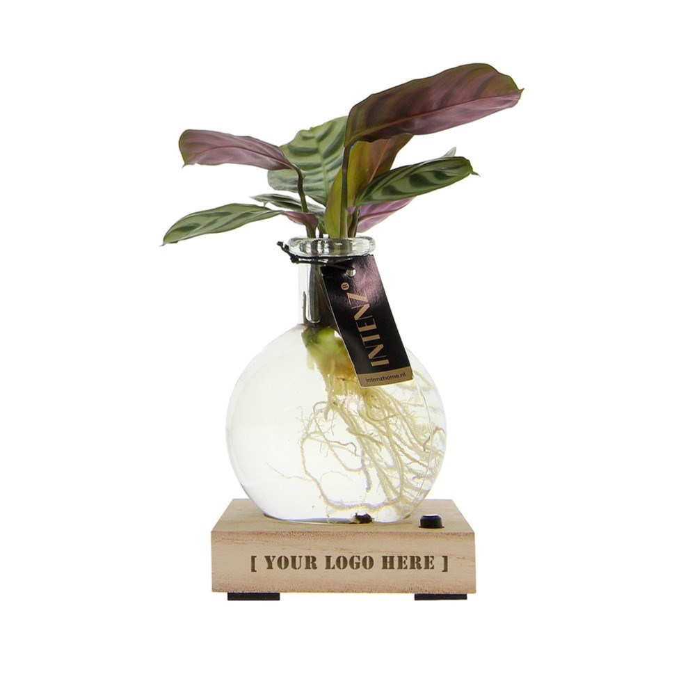 Hydroponic plants - Light plant in giftbox