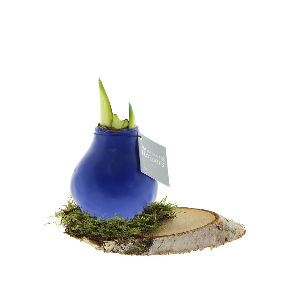 No Water Flowers® - Waxz® on wood, Ohne Verpackung, Blau