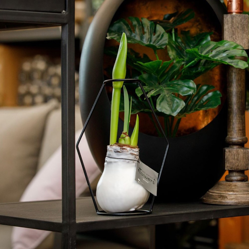 No Water Flowers® - Formz modern, In carry bag, Lila