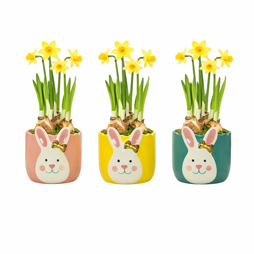 Easter golden bunny medium - Narzisse, In Zellophan