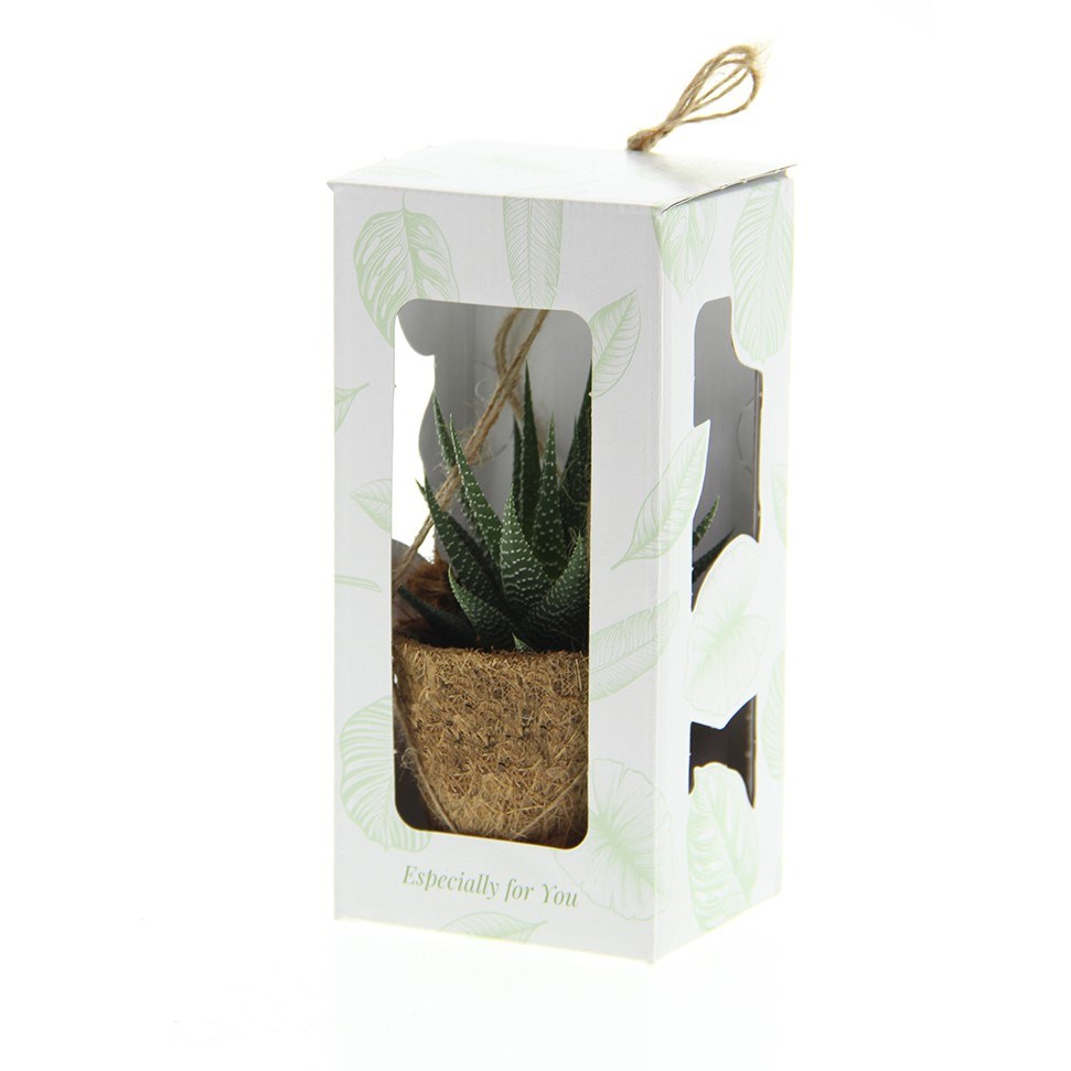 Kokodama® - Easy care mix (XS), In Geschenkbox